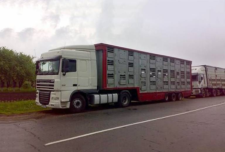 Заказать скотовоз для крупного рогатого скота из Камышина в Владикавказ